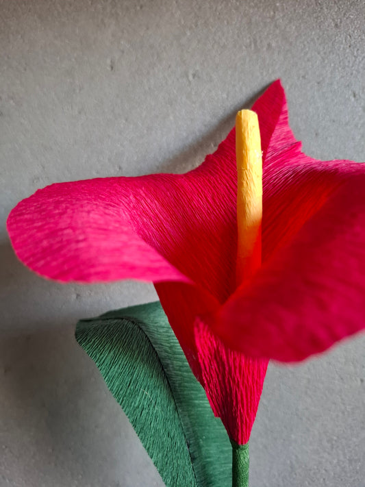 Calla
